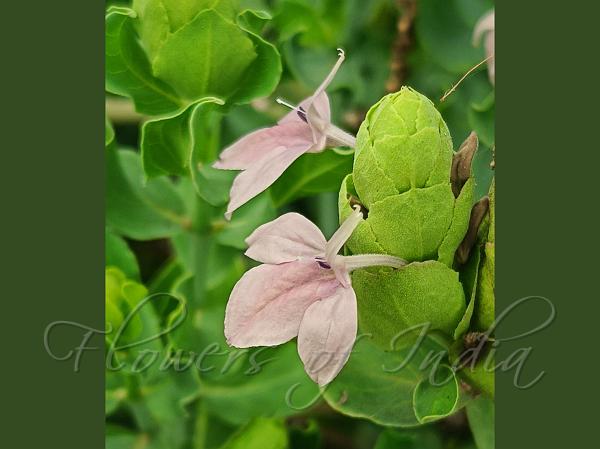 Green Shrimp Plant